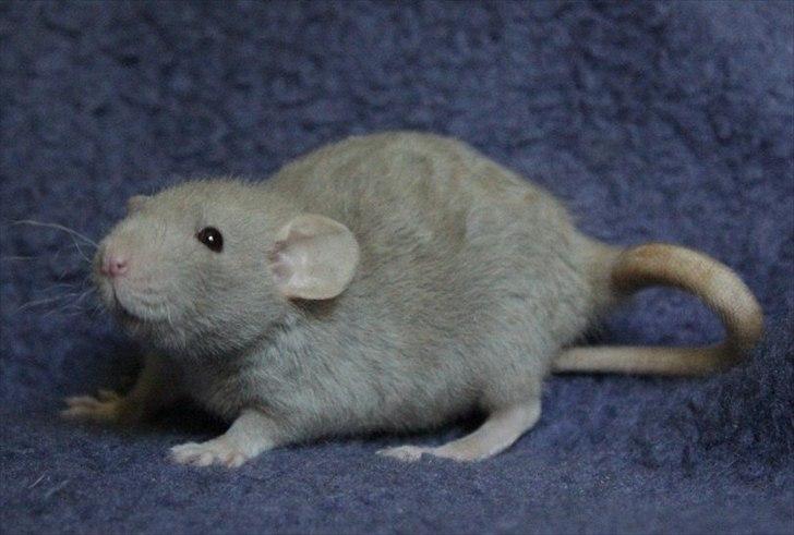 Tamrotte KungFu Indigo billede 13