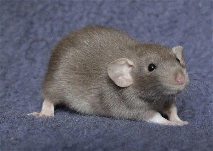 Tamrotte KungFu LeeLoo billede 1