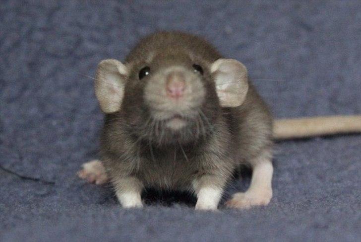 Tamrotte KungFu LeeLoo billede 2