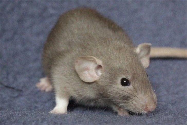 Tamrotte KungFu LeeLoo billede 3