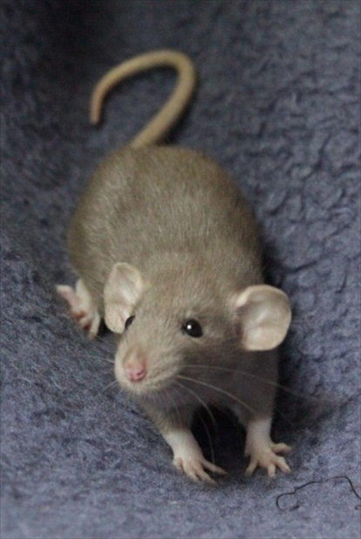 Tamrotte KungFu LeeLoo billede 4