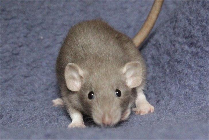 Tamrotte KungFu LeeLoo billede 5