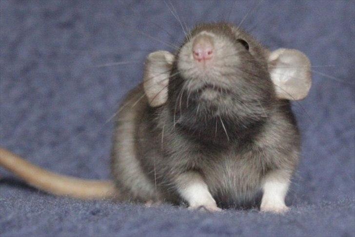 Tamrotte KungFu LeeLoo billede 6