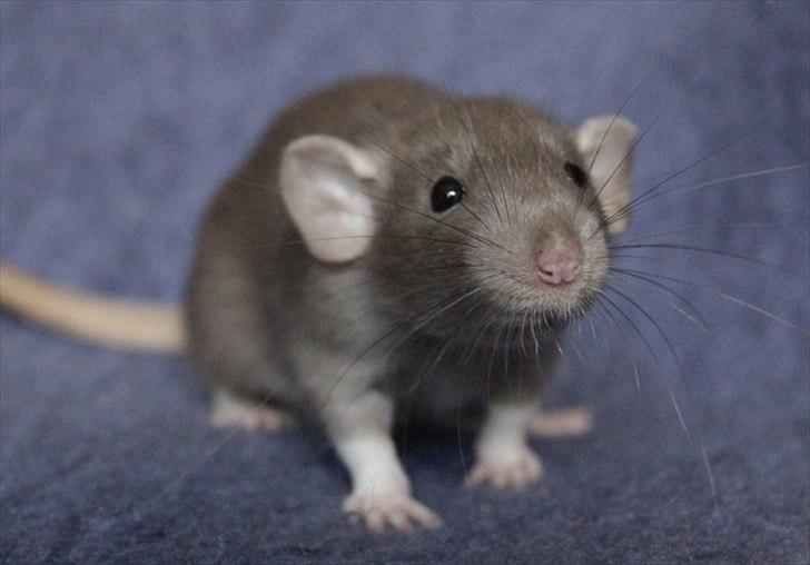 Tamrotte KungFu LeeLoo billede 7