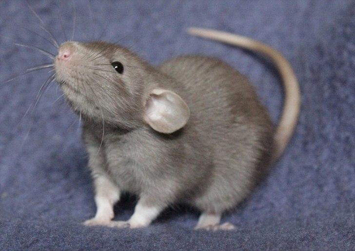 Tamrotte KungFu LeeLoo billede 8