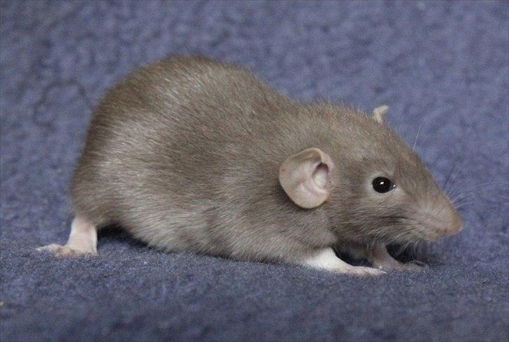 Tamrotte KungFu LeeLoo billede 9