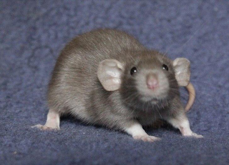 Tamrotte KungFu LeeLoo billede 10