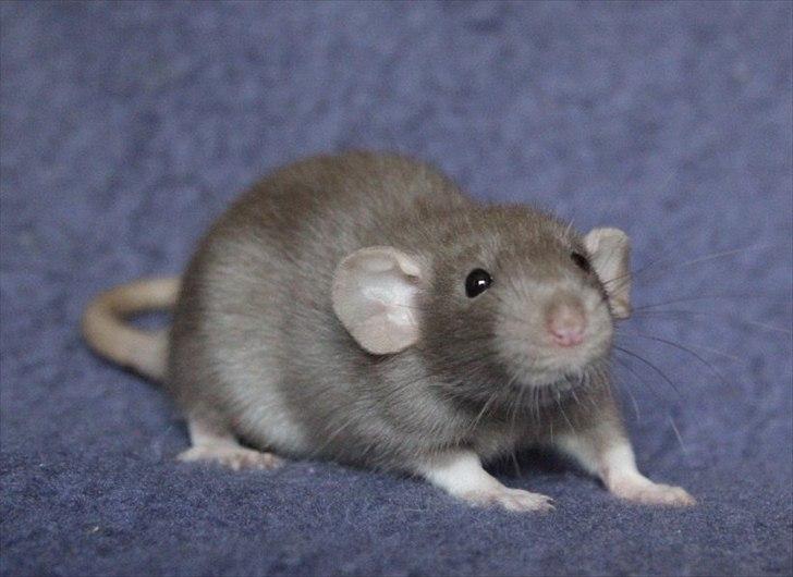 Tamrotte KungFu LeeLoo billede 11