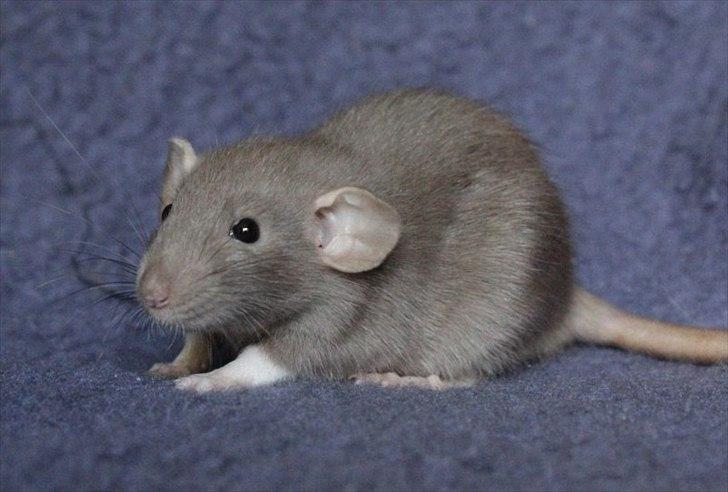 Tamrotte KungFu LeeLoo billede 12