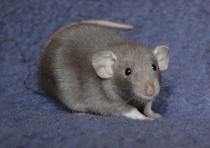 Tamrotte KungFu LeeLoo billede 13