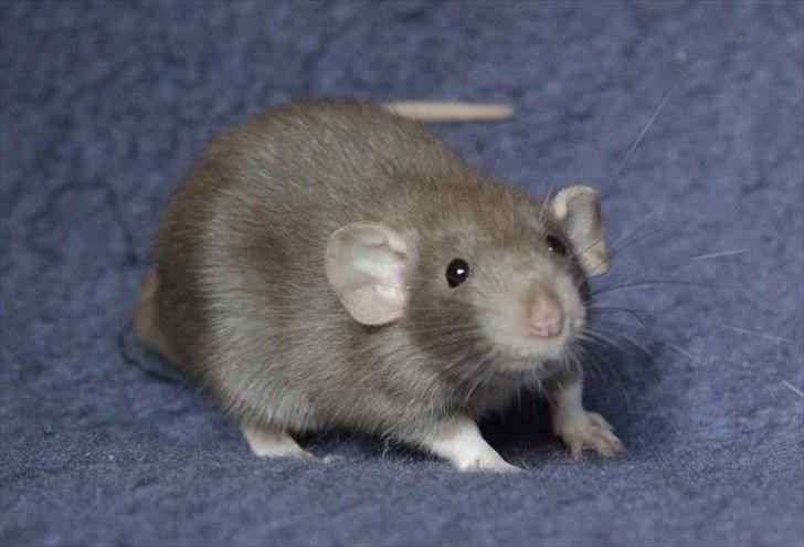 Tamrotte KungFu LeeLoo billede 14