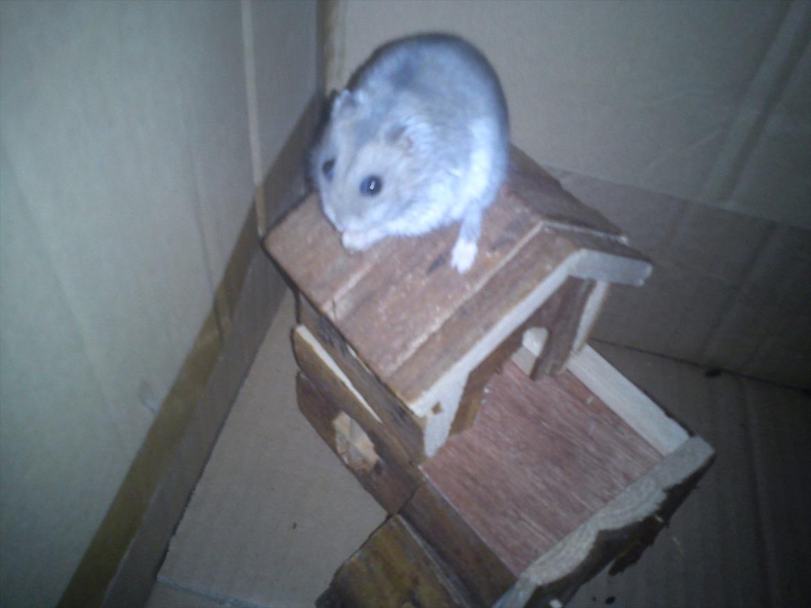 Dværghamster Findus<3 † R.I.P. † - Findus leger :D' billede 12