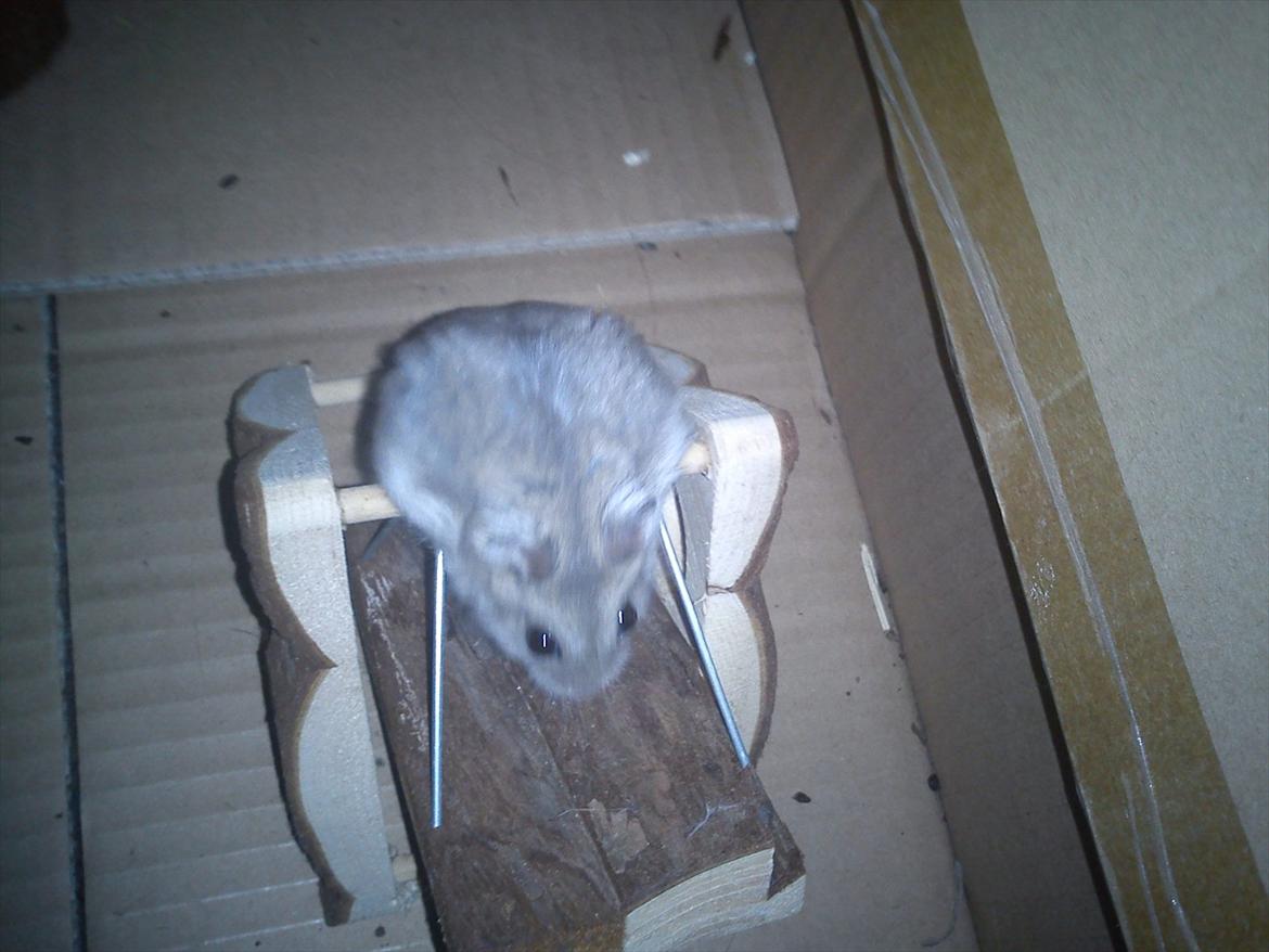 Dværghamster Findus<3 † R.I.P. † - Findus <3 billede 13