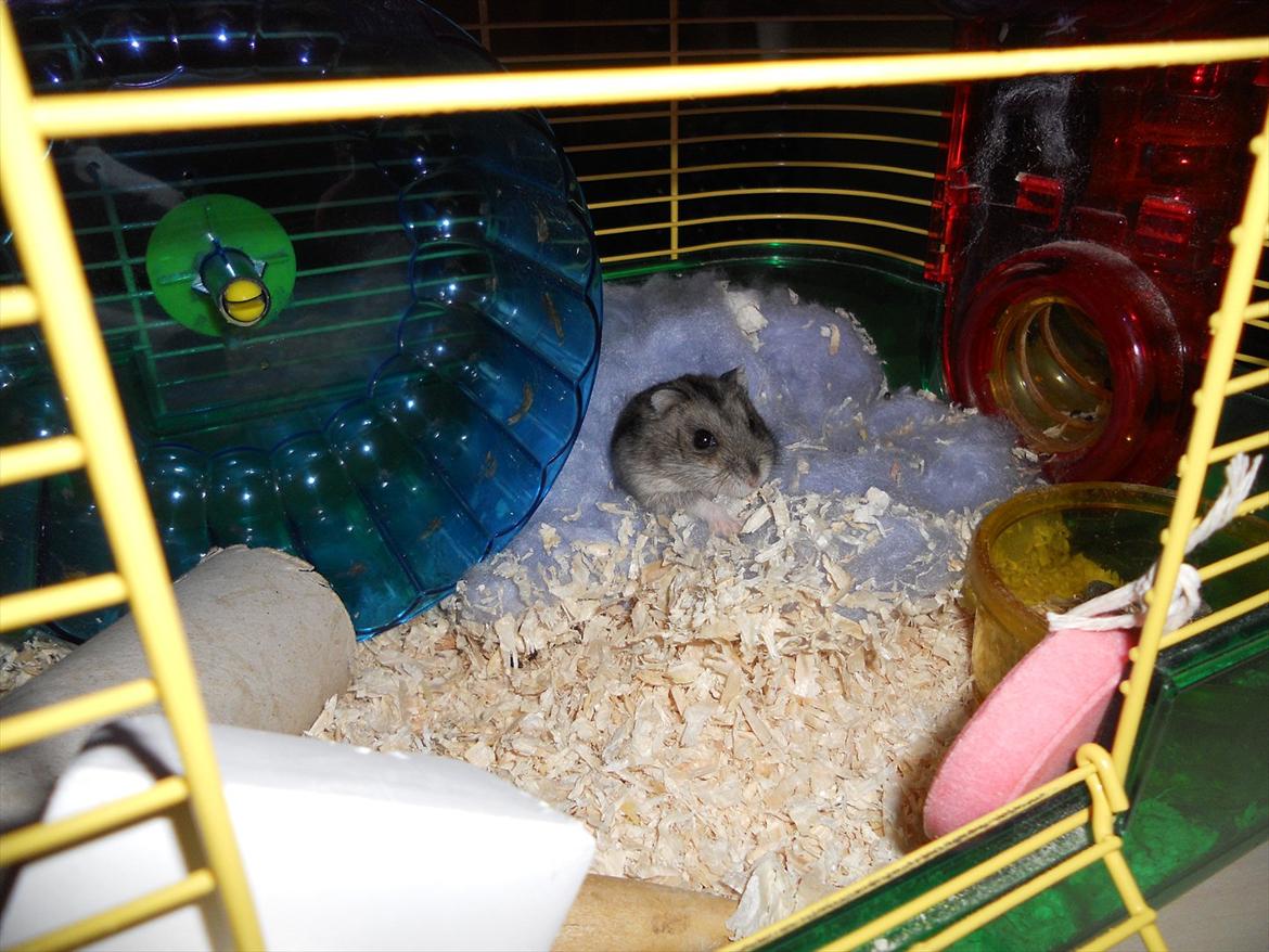 Dværghamster Striber<3 † R.I.P. † - I min seng <'3 billede 8