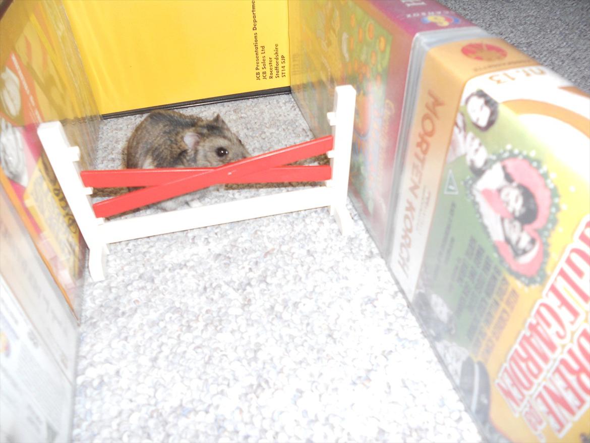 Dværghamster Striber<3 † R.I.P. † - " Jeg springer altså ikke "   <3 :) billede 9