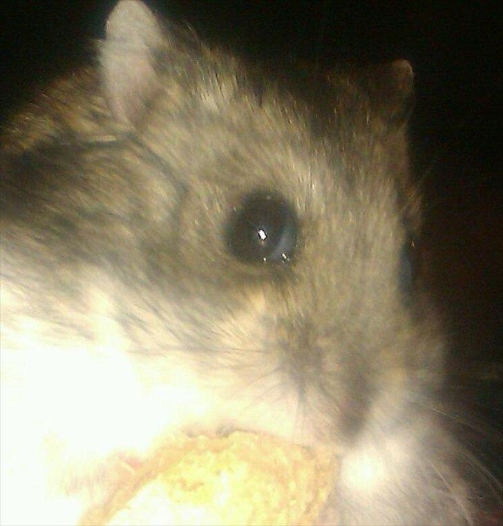 Dværghamster Striber<3 † R.I.P. † - Ninja :P billede 10