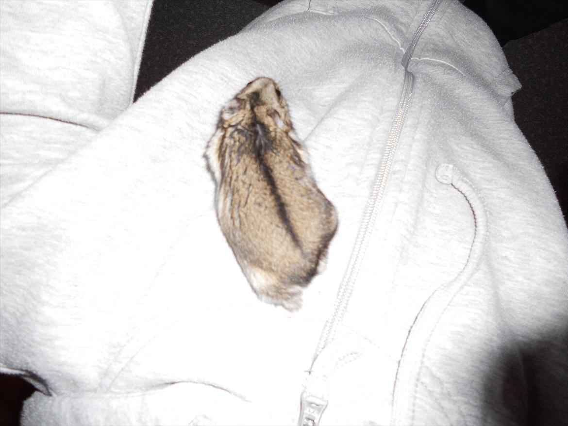 Dværghamster Striber<3 † R.I.P. † - Tyksak kravler på mig :') billede 11