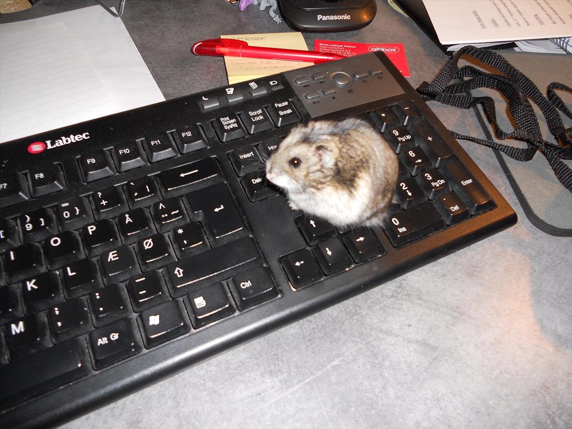 Dværghamster Striber<3 † R.I.P. † - "Må jeg ikke sidde her?" <33 billede 12