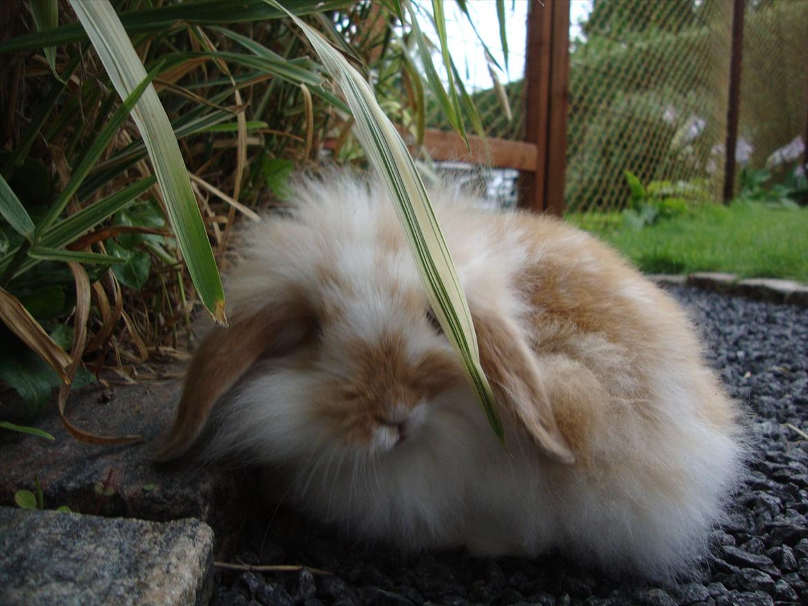 Kanin Chili billede 1