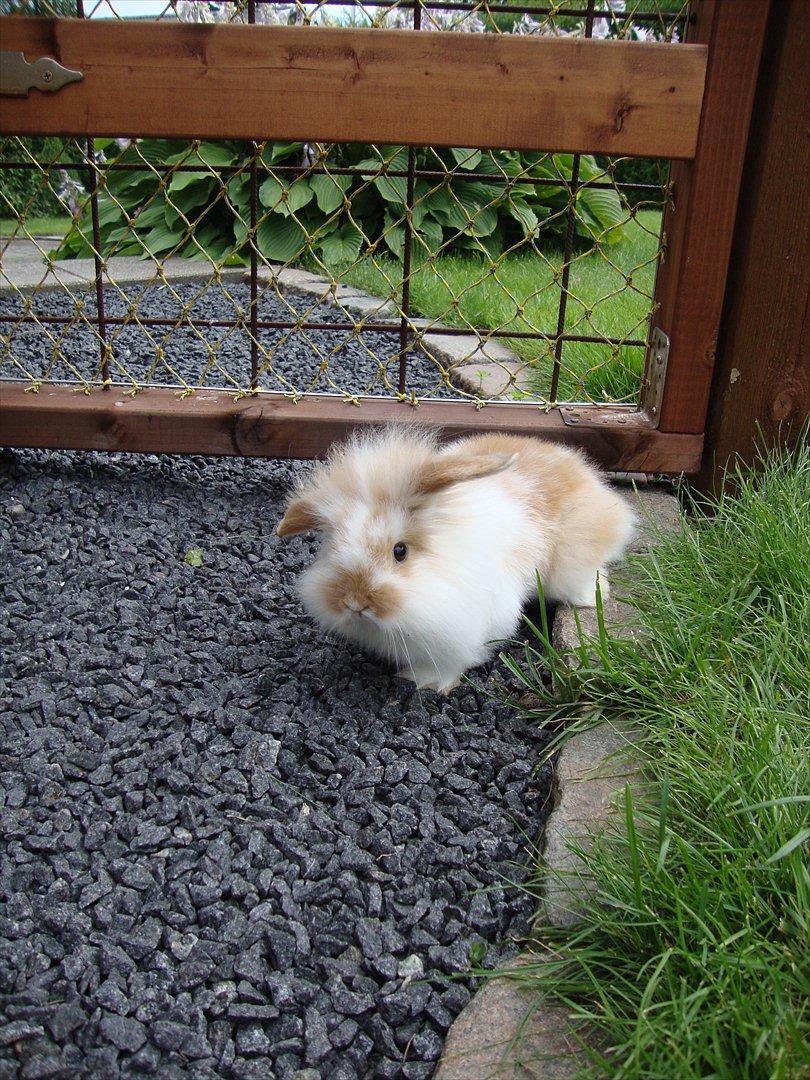 Kanin Chili billede 3