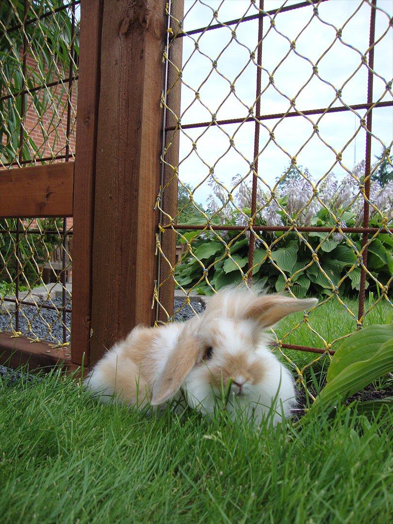 Kanin Chili billede 4