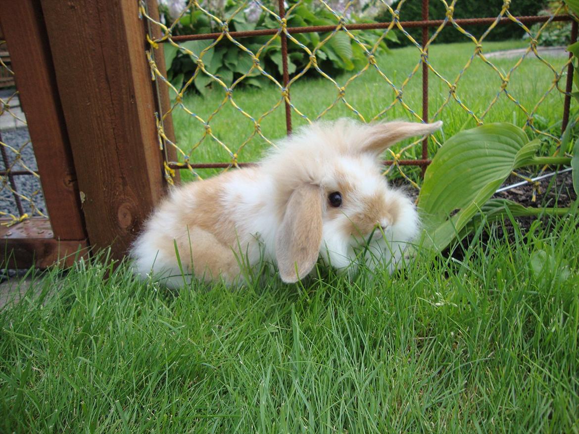 Kanin Chili billede 5