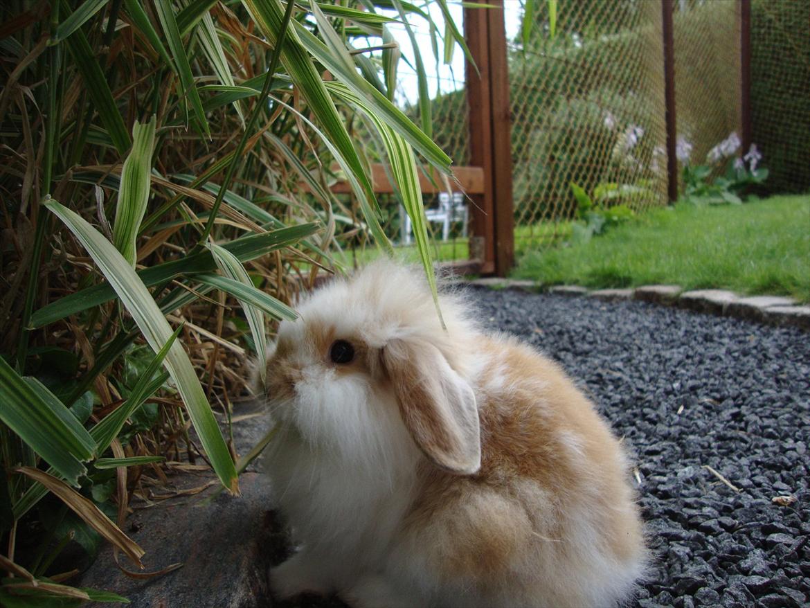 Kanin Chili billede 8