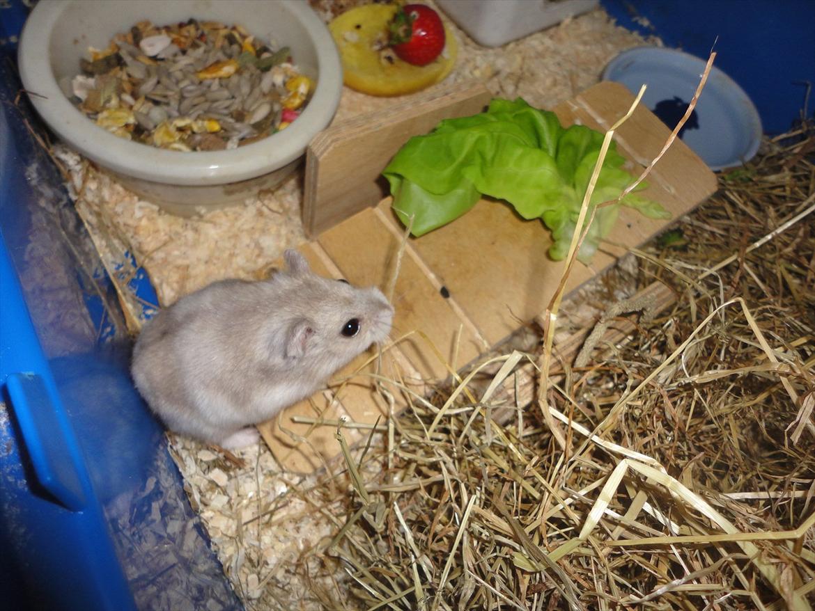 Hamster Wontõ's Vienna billede 17