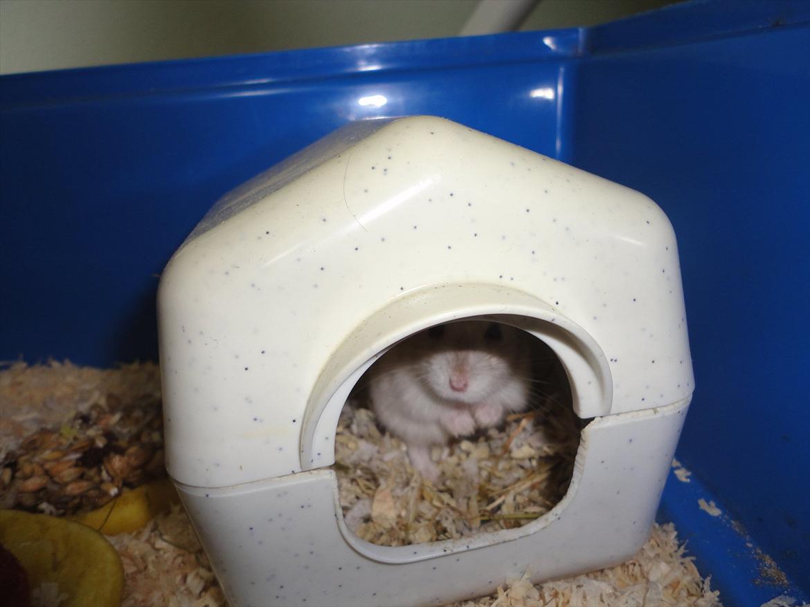 Hamster Wontõ's Vienna billede 18