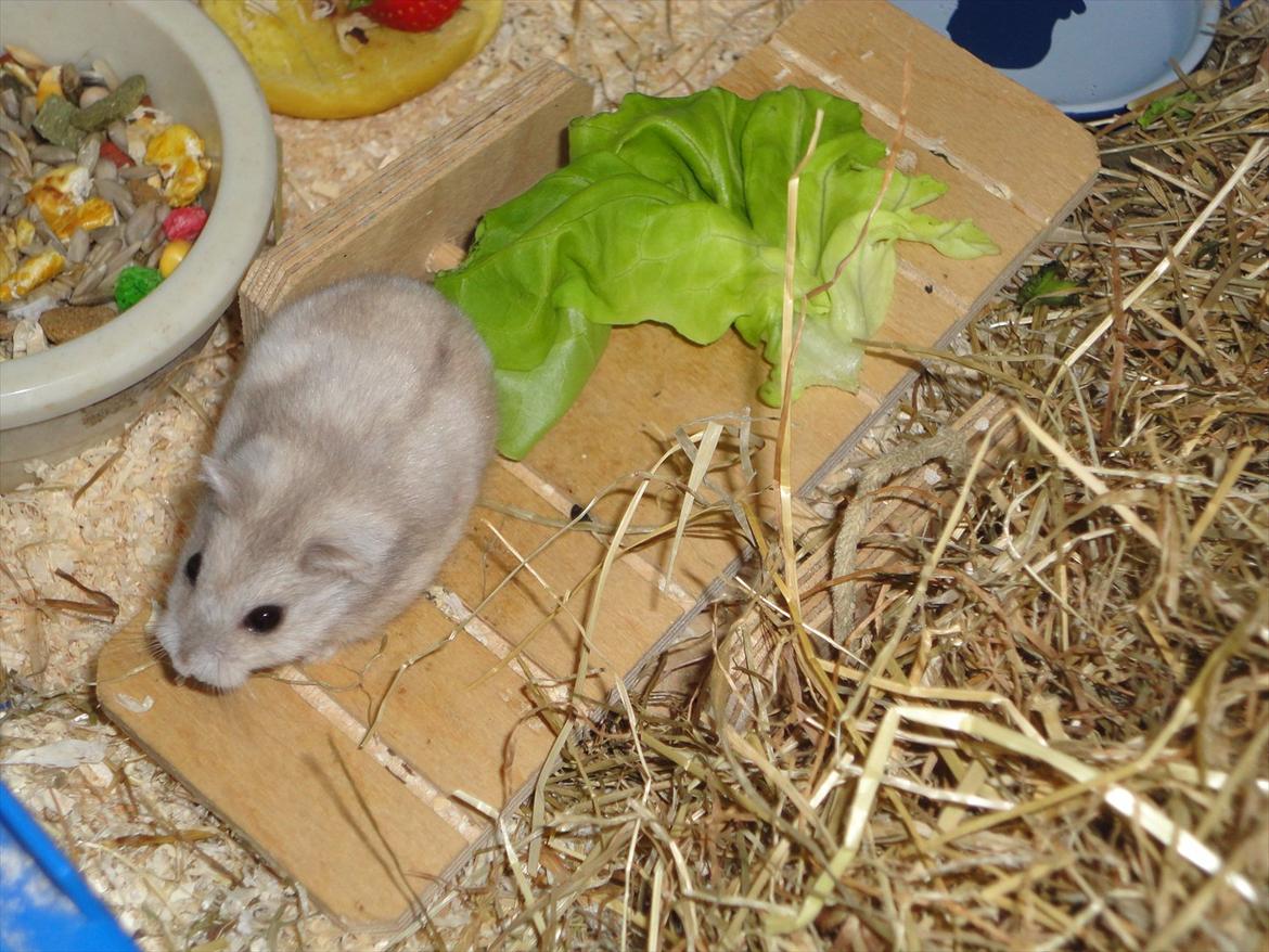 Hamster Wontõ's Vienna billede 19