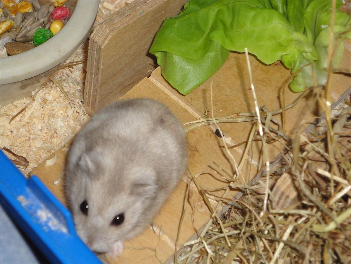 Hamster Wontõ's Vienna billede 20