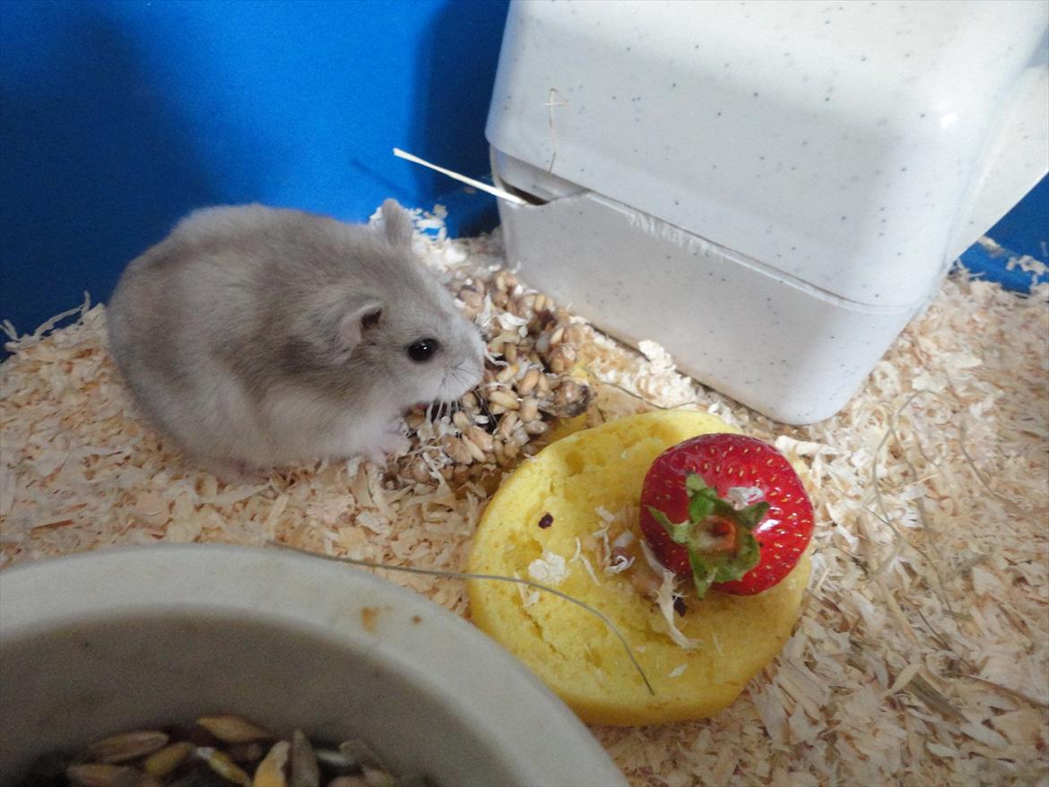 Hamster Wontõ's Vienna billede 12