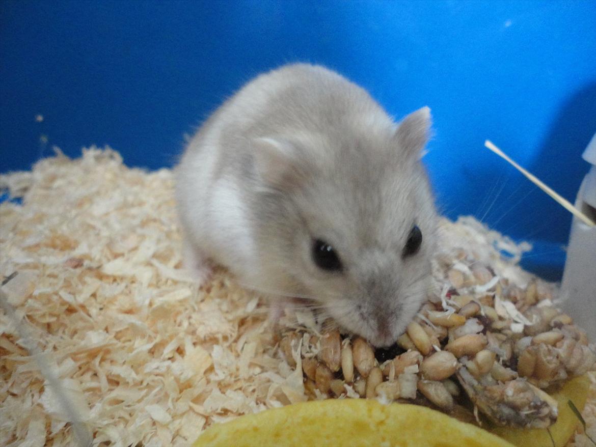 Hamster Wontõ's Vienna billede 10