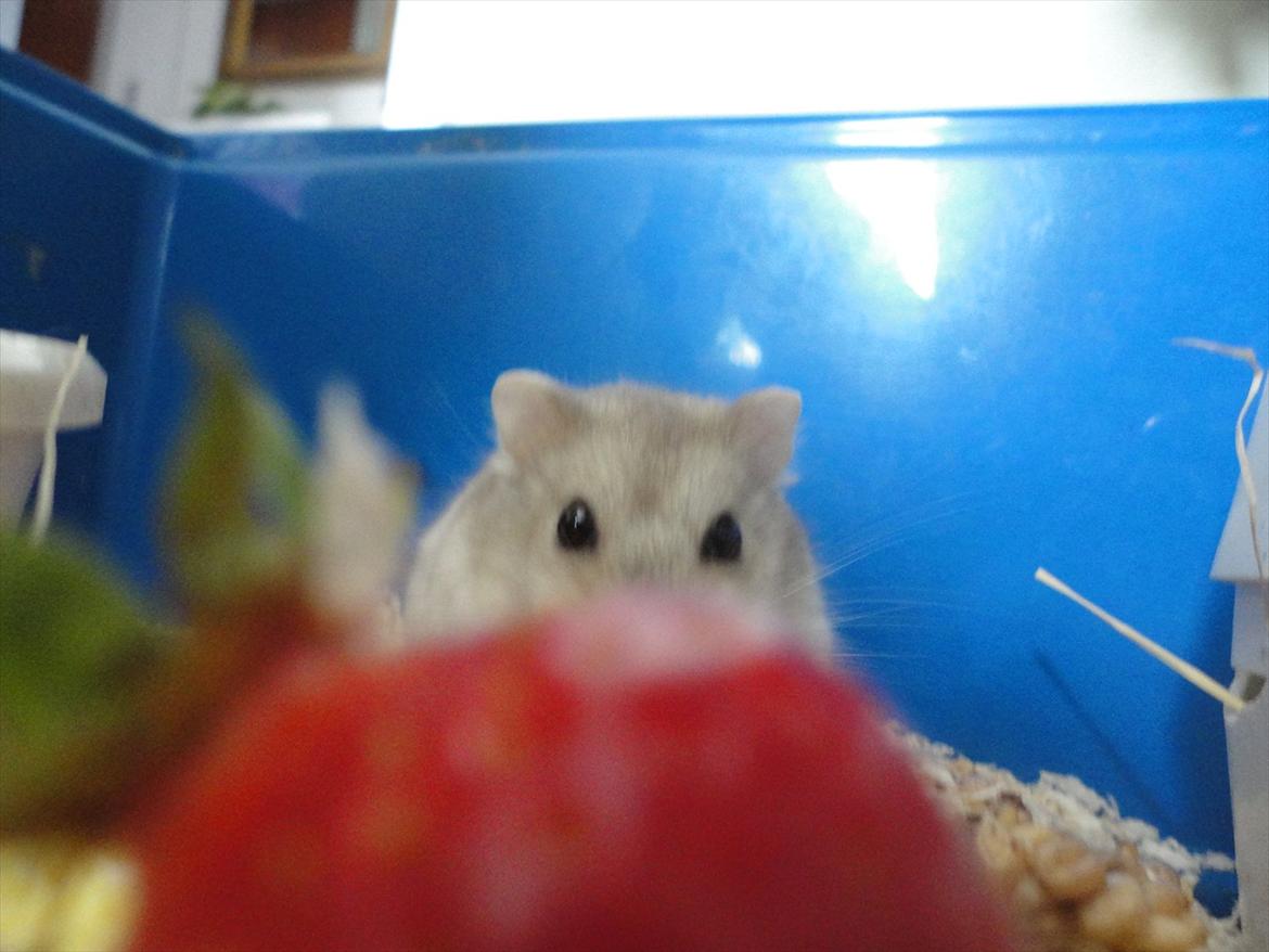 Hamster Wontõ's Vienna billede 3