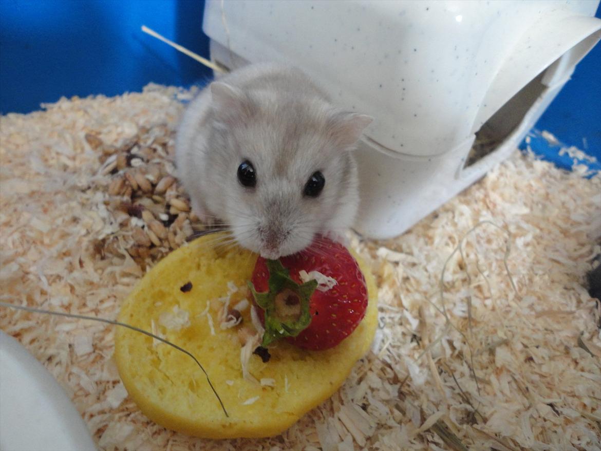 Hamster Wontõ's Vienna billede 1