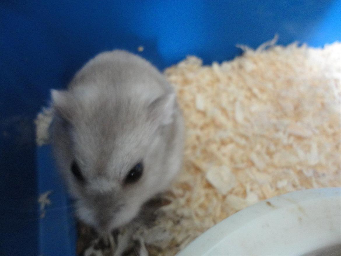 Hamster Wontõ's Vienna billede 7