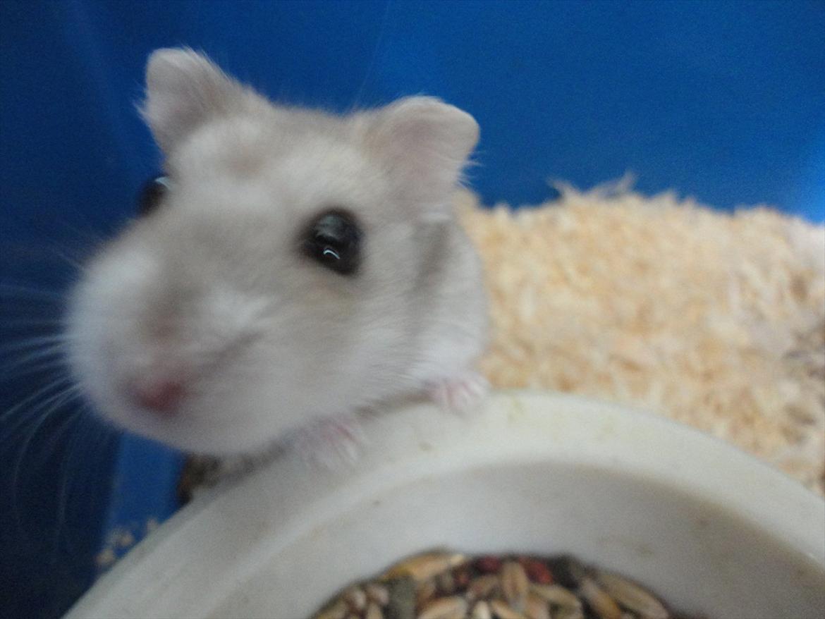 Hamster Wontõ's Vienna billede 5