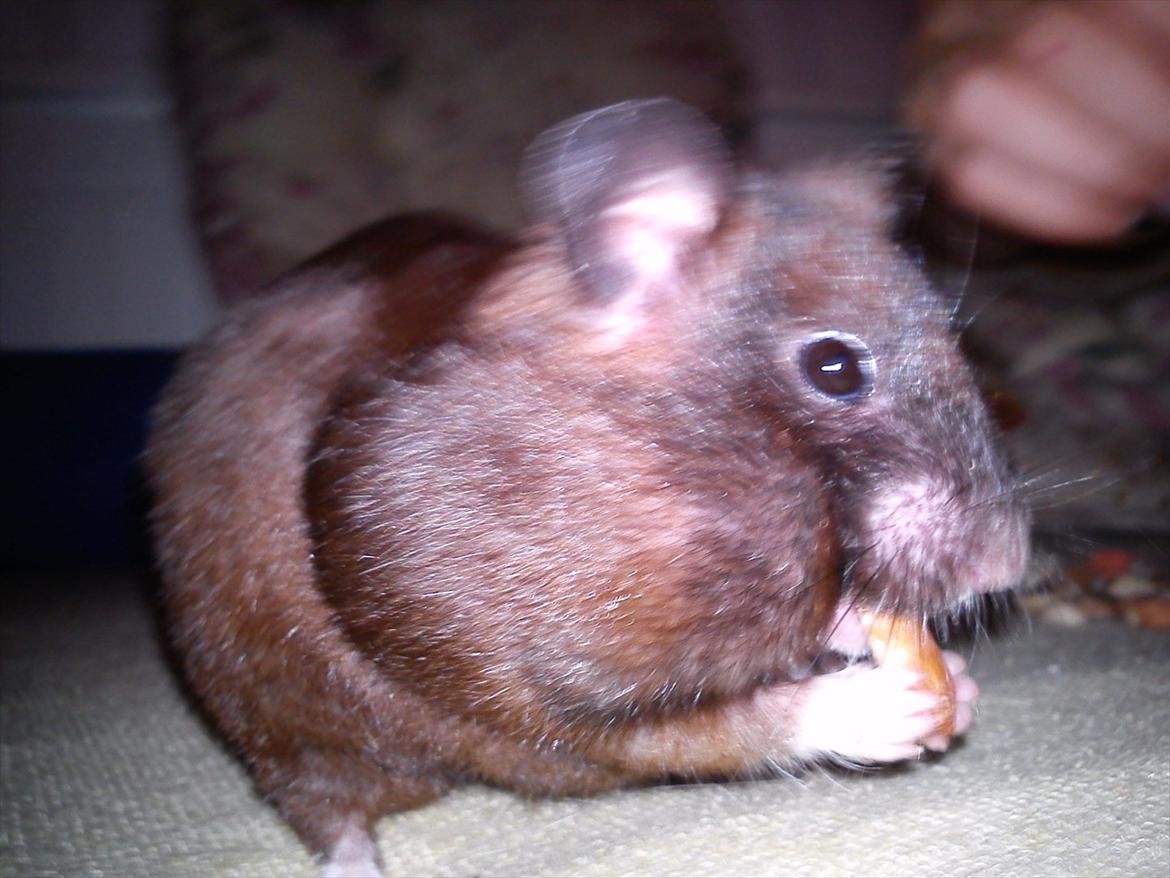 Hamster vigo billede 7