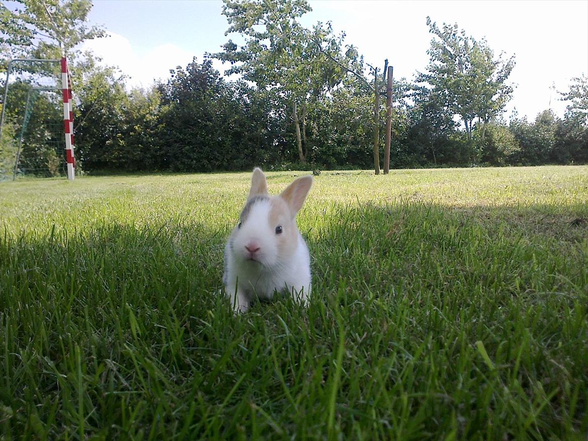 Kanin Minoka (Solgt) <3 billede 1
