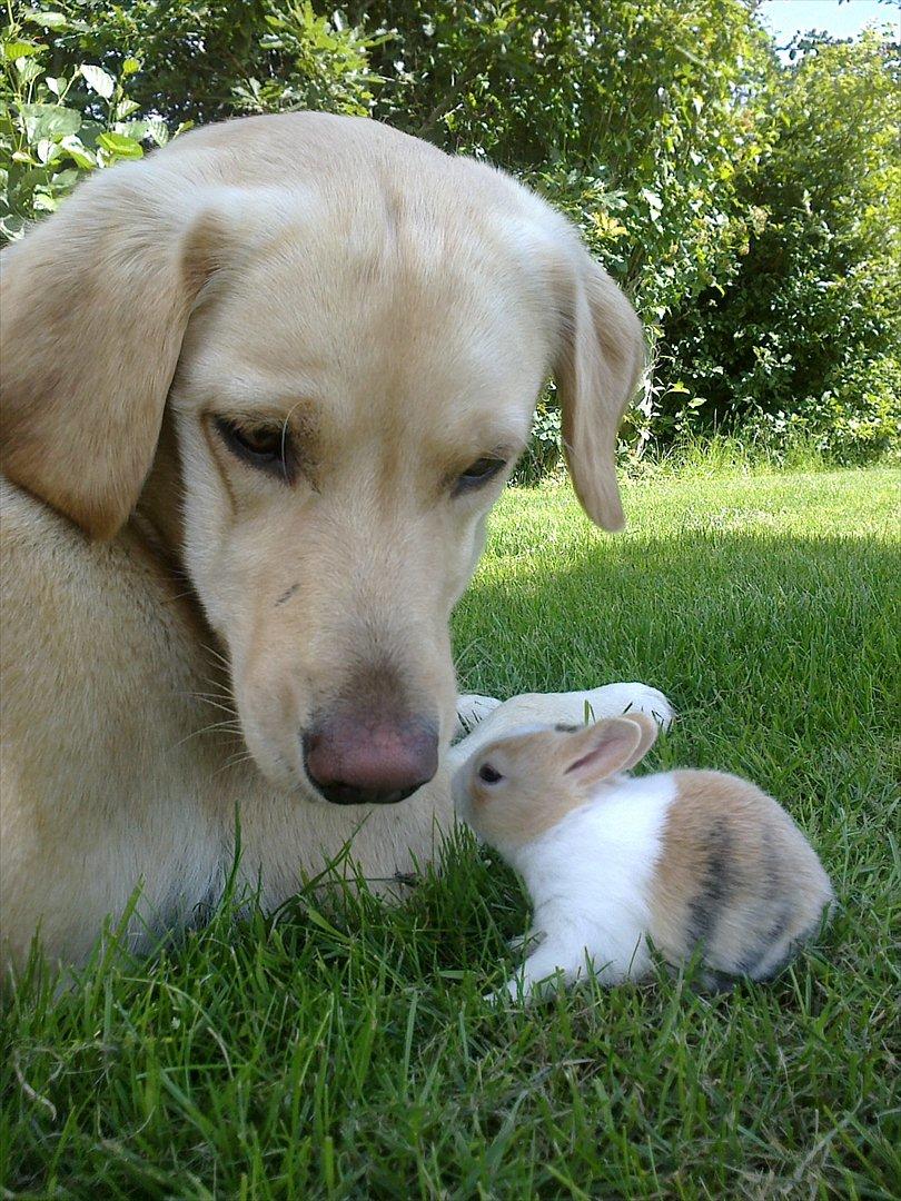 Kanin Minoka (Solgt) <3 billede 2