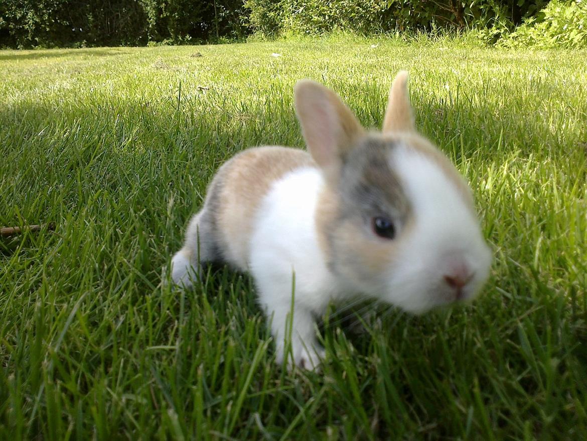 Kanin Minoka (Solgt) <3 billede 3