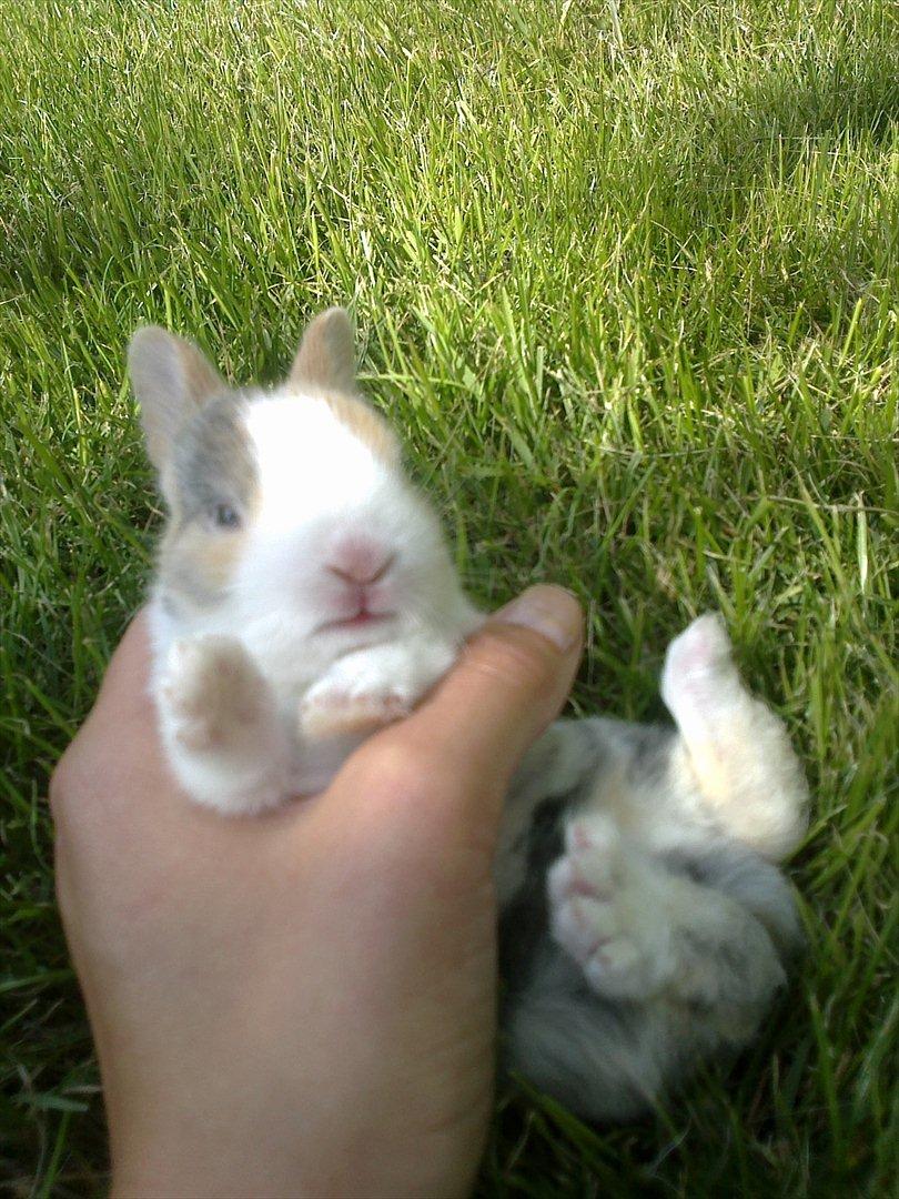 Kanin Minoka (Solgt) <3 billede 4