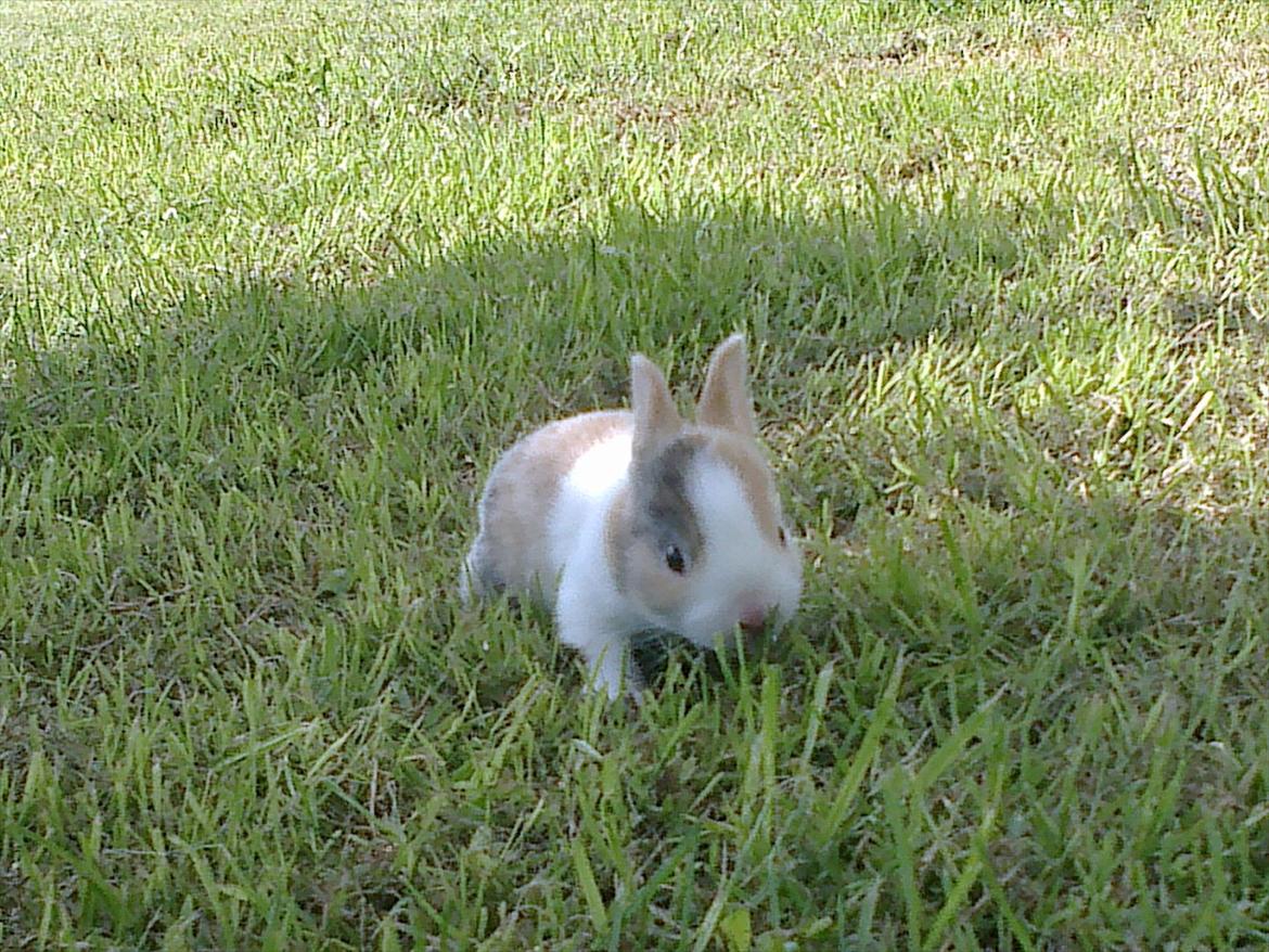Kanin Minoka (Solgt) <3 billede 5
