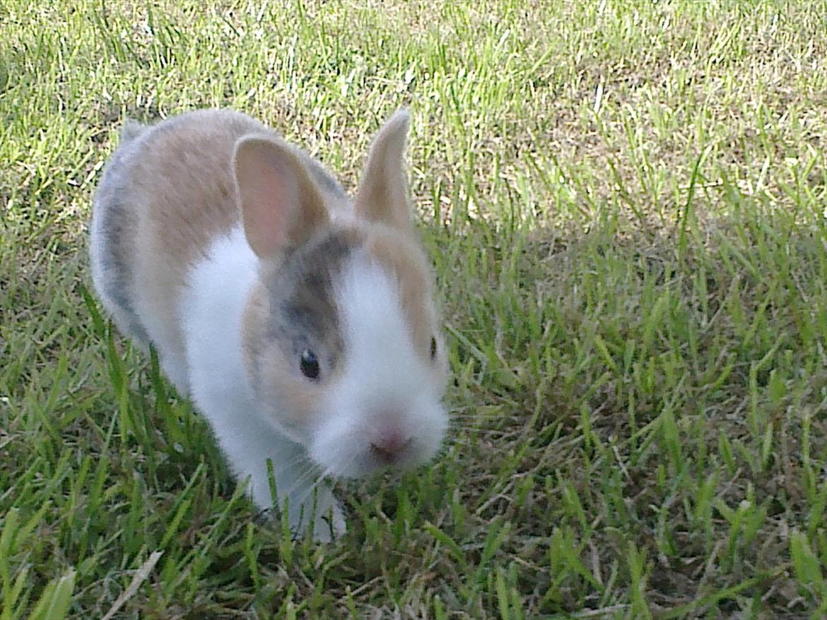 Kanin Minoka (Solgt) <3 billede 6
