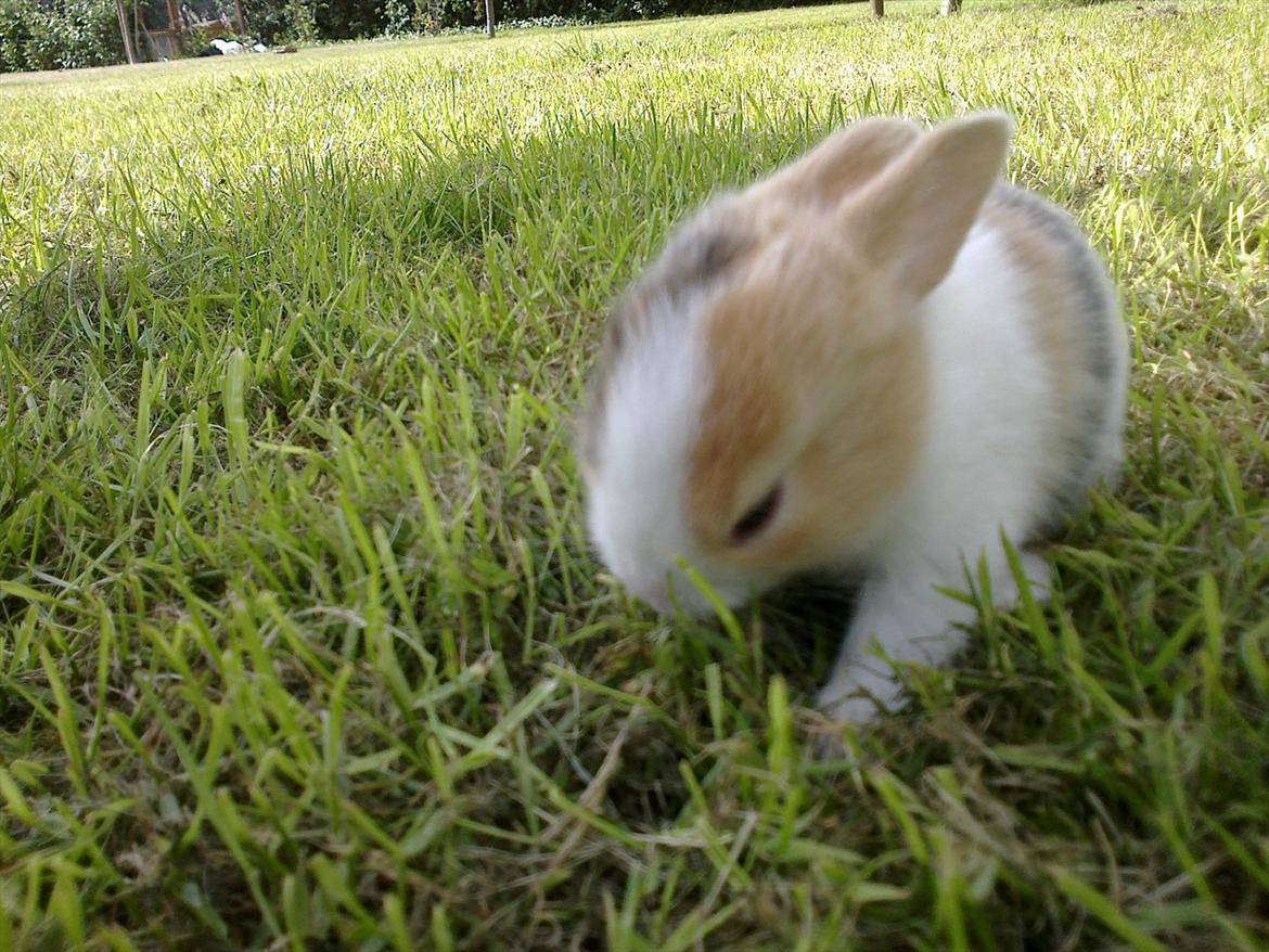 Kanin Minoka (Solgt) <3 billede 7