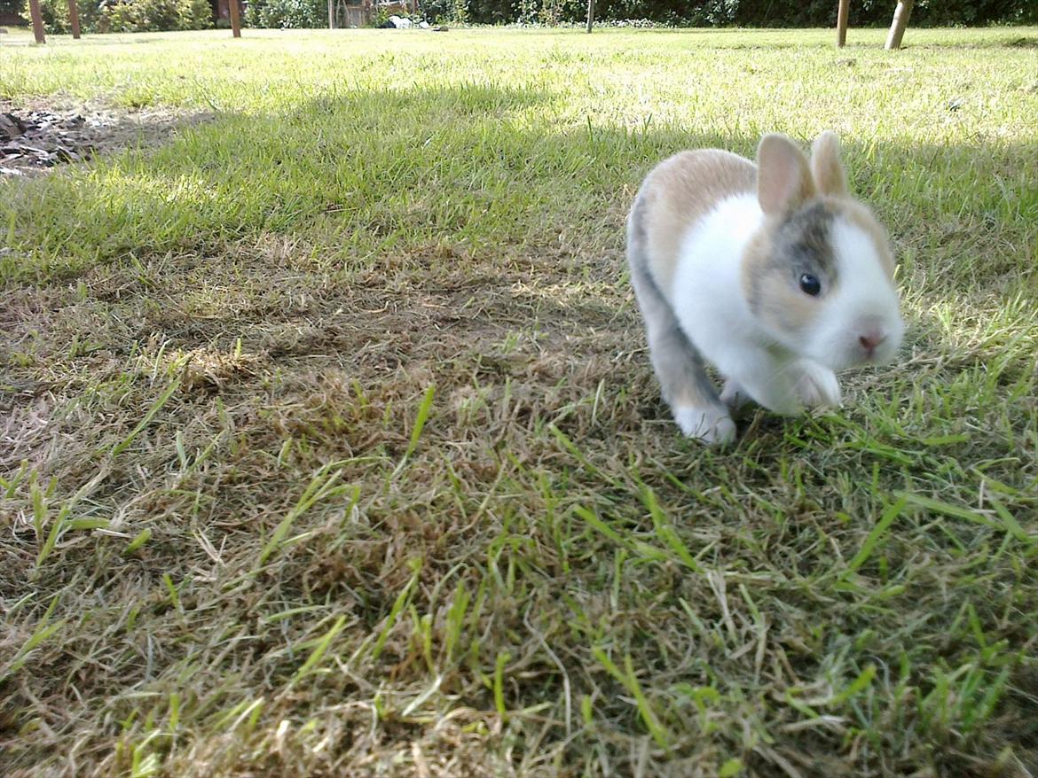 Kanin Minoka (Solgt) <3 billede 8