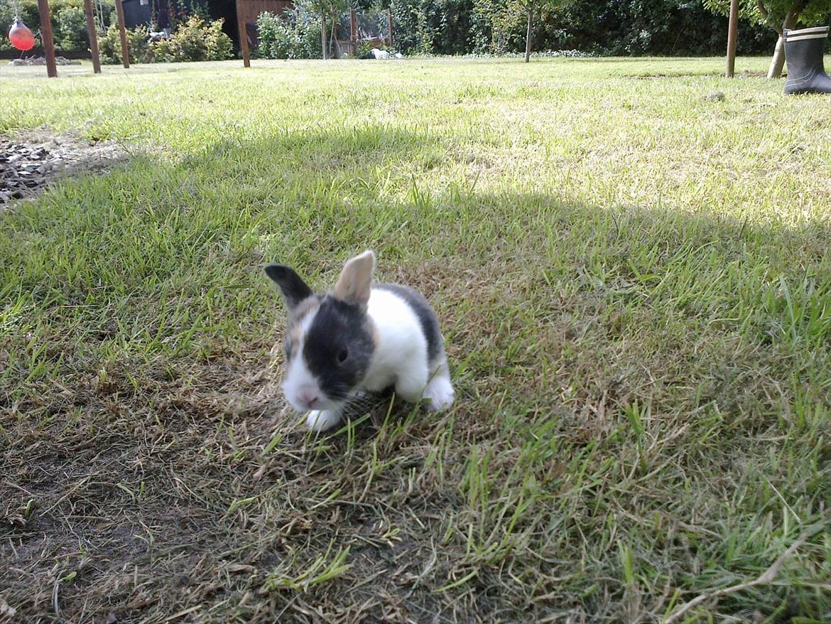 Kanin Sakino <3 (Himmel kanin <3) billede 1