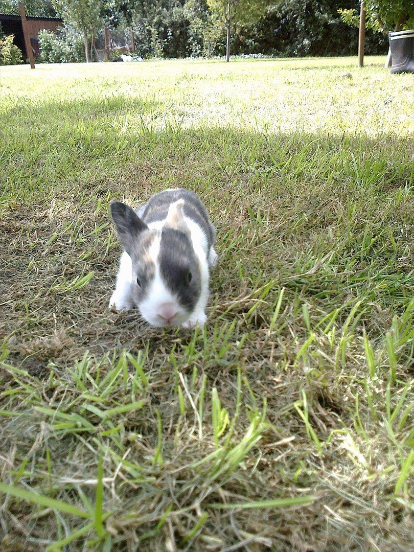 Kanin Sakino <3 (Himmel kanin <3) billede 2