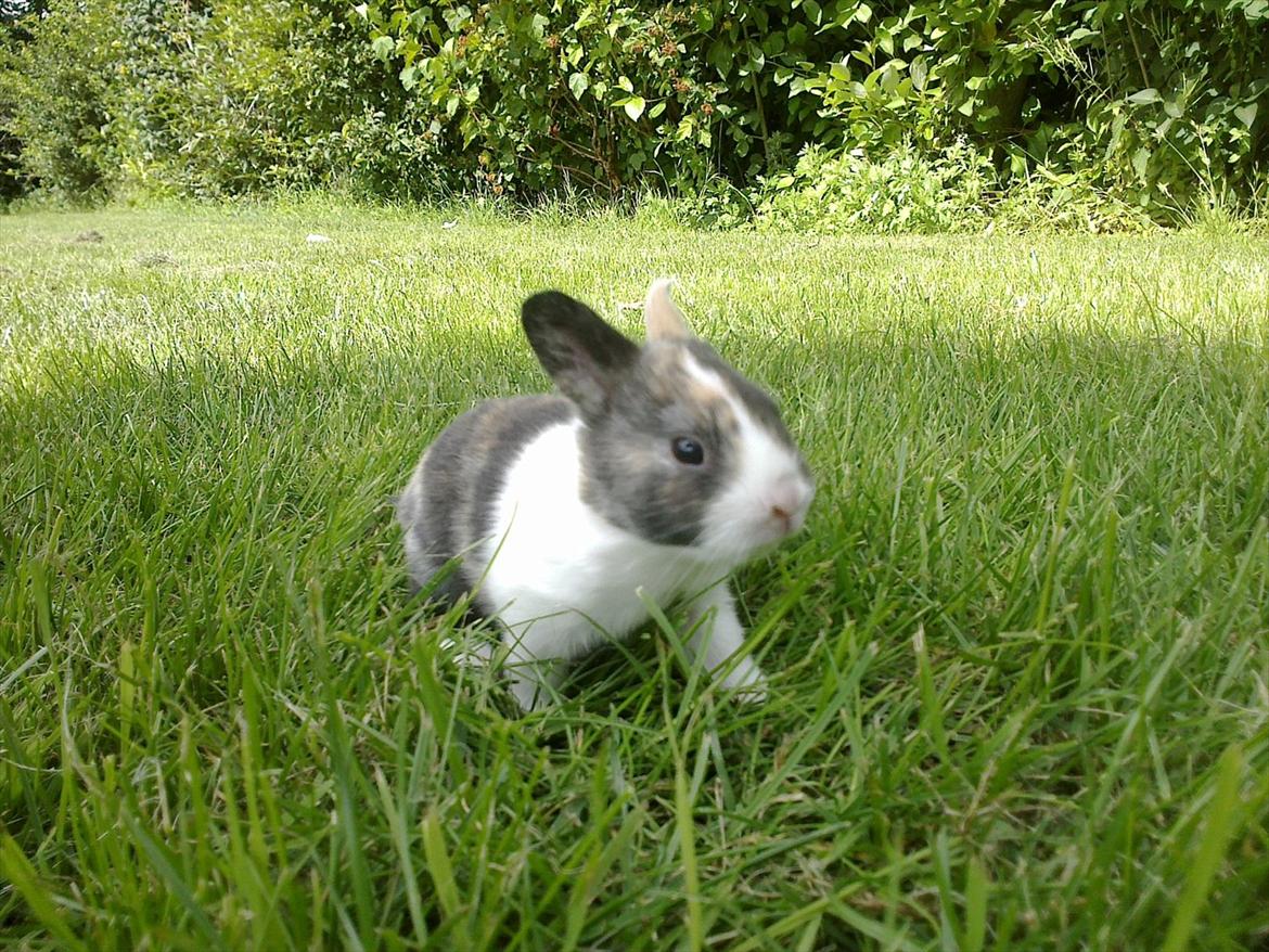 Kanin Sakino <3 (Himmel kanin <3) billede 3