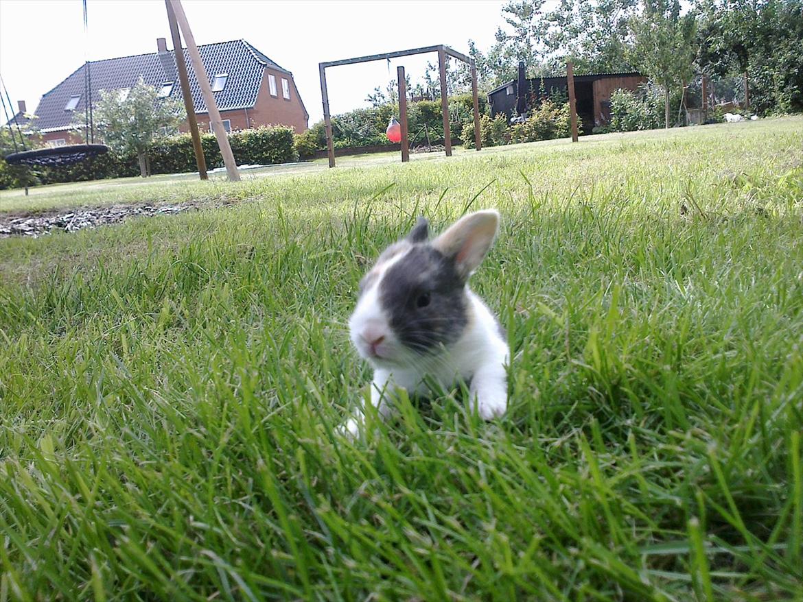 Kanin Sakino <3 (Himmel kanin <3) billede 4